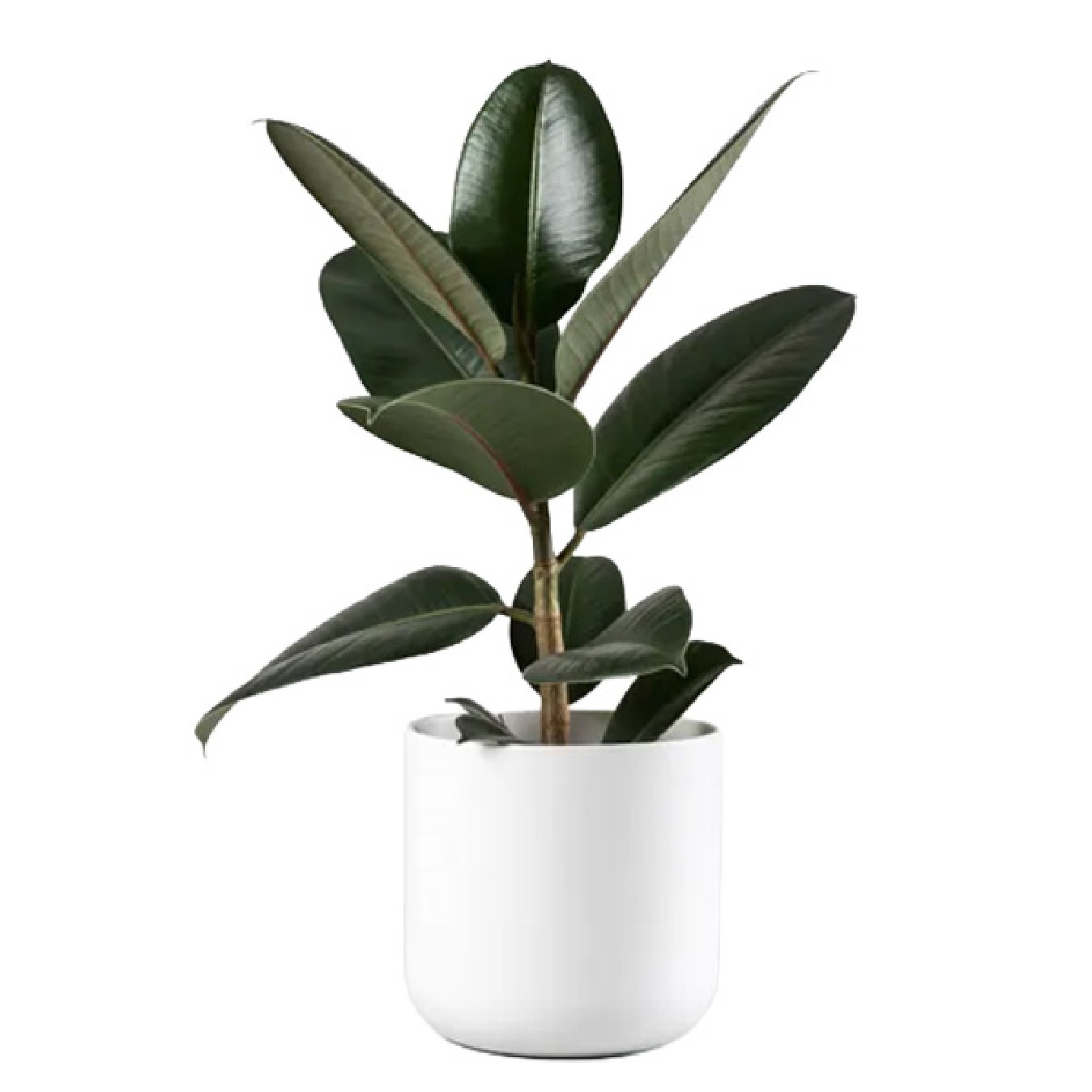 FICUS