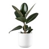 FICUS