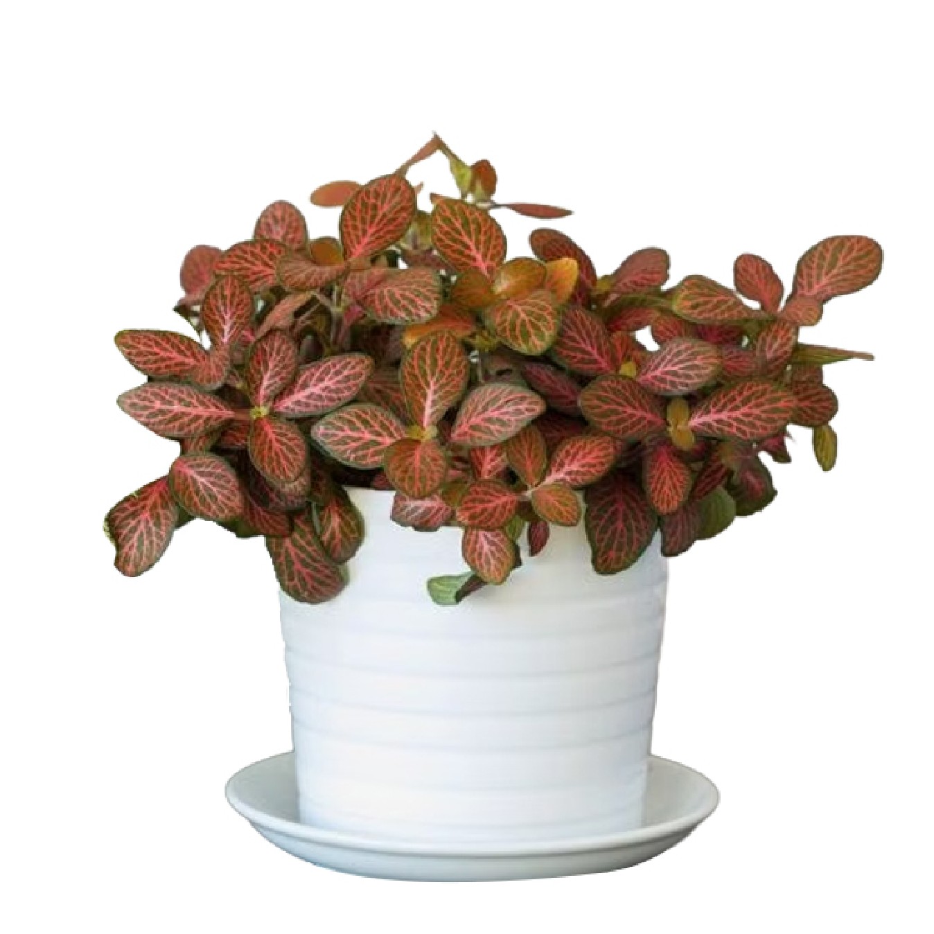 FITTONIA