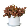 FITTONIA