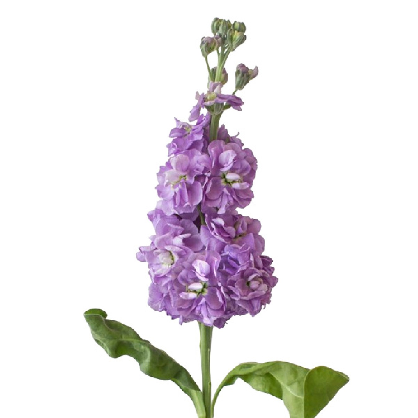 FLOR VARIADA
