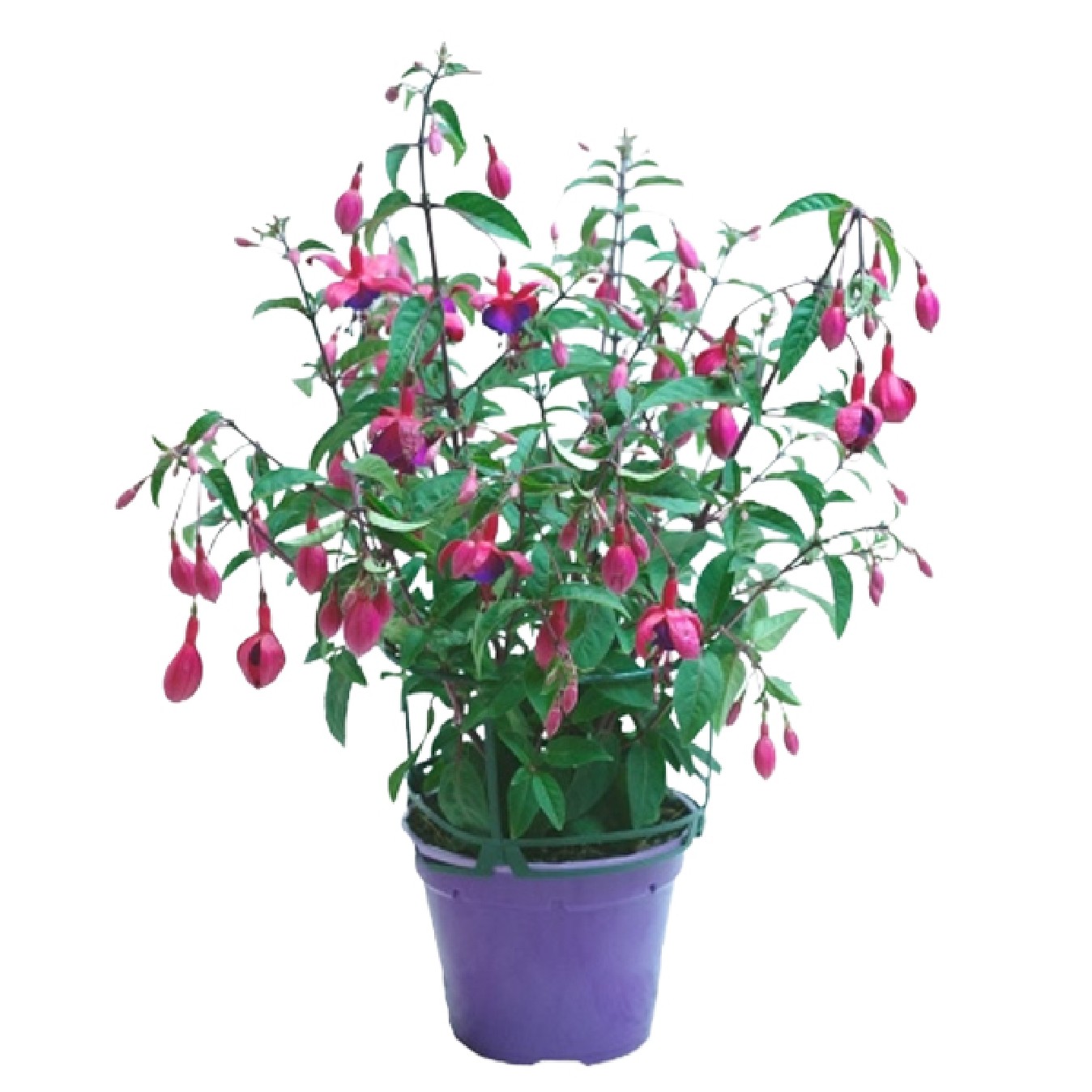 FUCHSIA