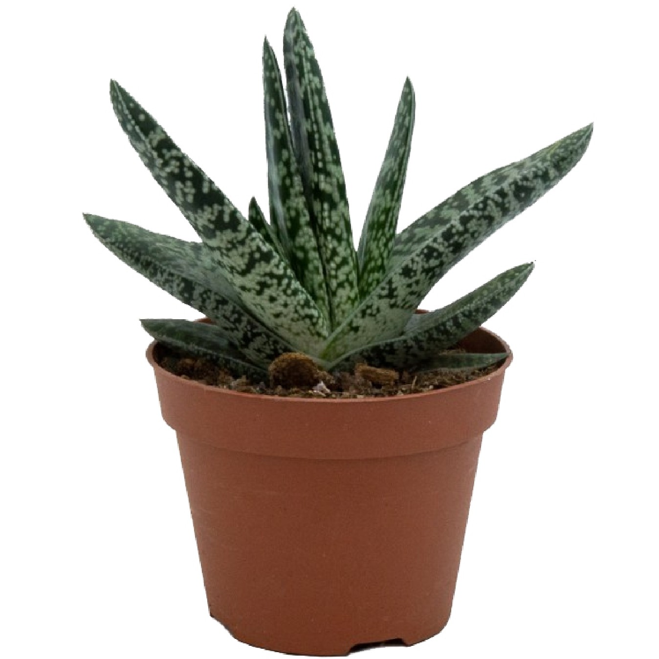 GASTERIA