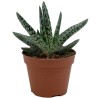 GASTERIA
