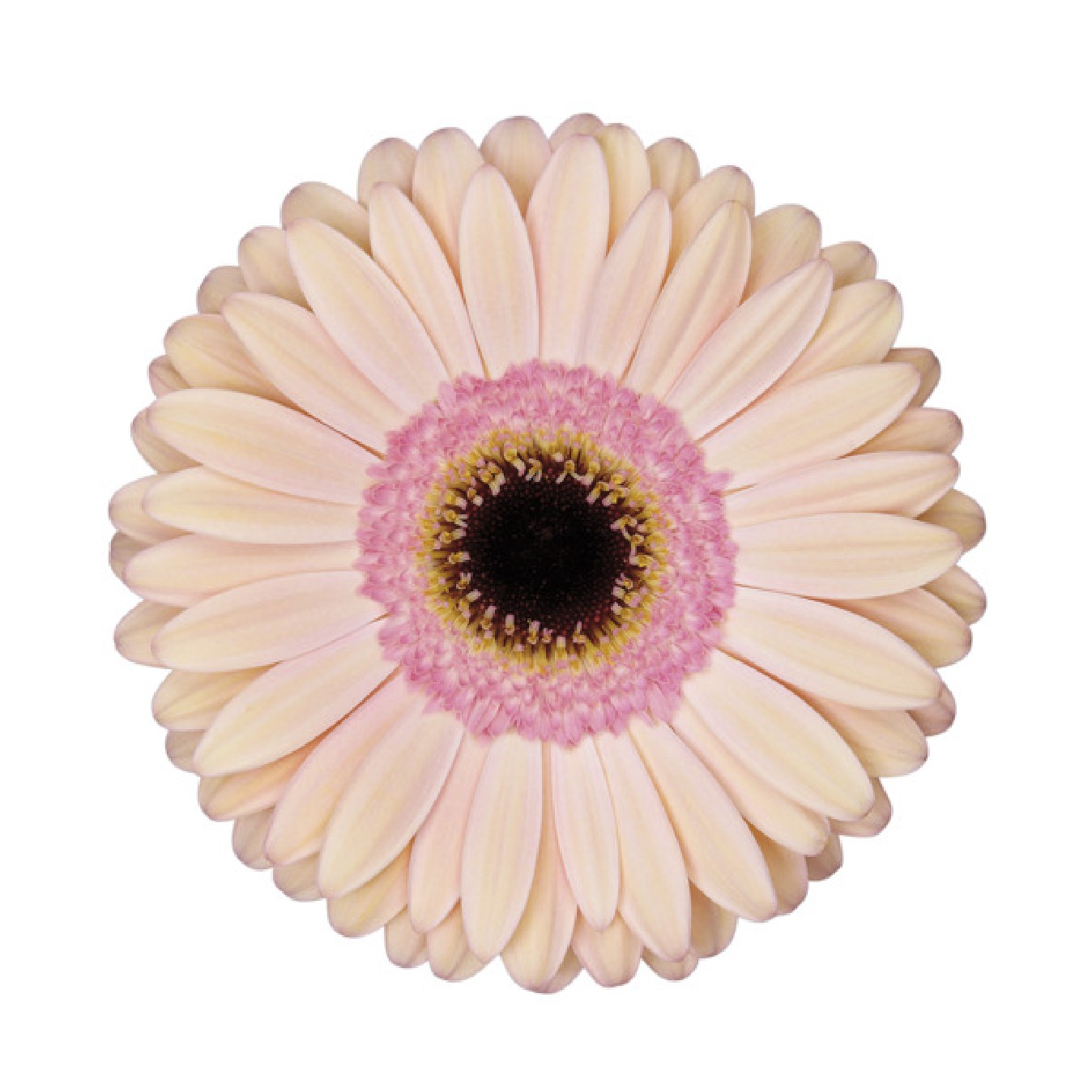 GERBERA 