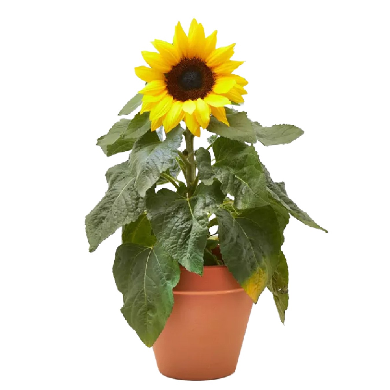 GIRASOL PLANTA
