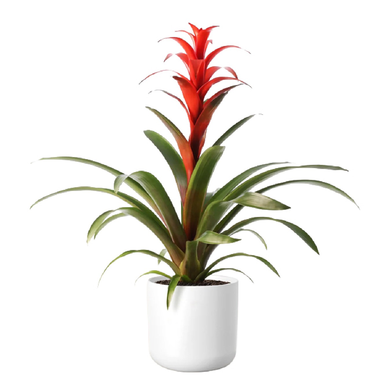 GUZMANIA