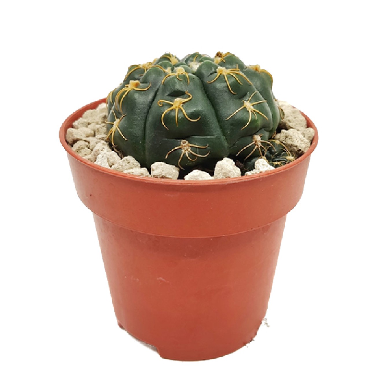 GYMNOCALYCIUM
