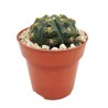 GYMNOCALYCIUM