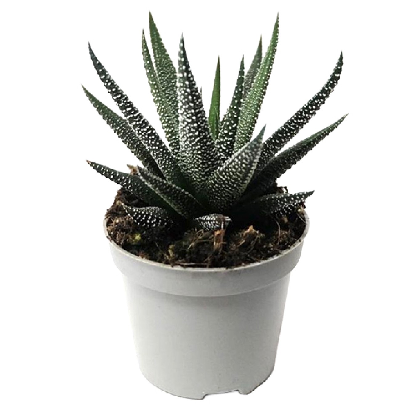HAWORTHIA