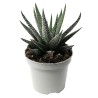 HAWORTHIA