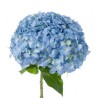 HORTENSIA