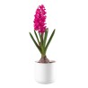 HYACINTHUS