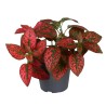 HYPOESTES