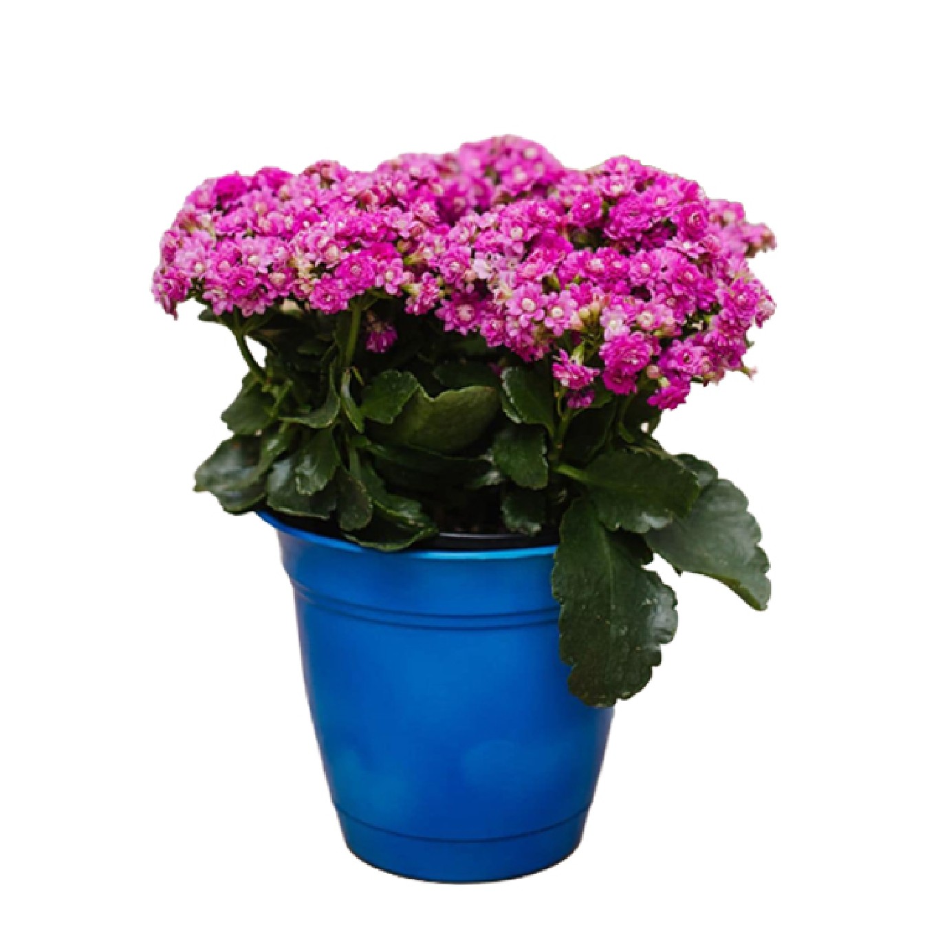 KALANCHOE