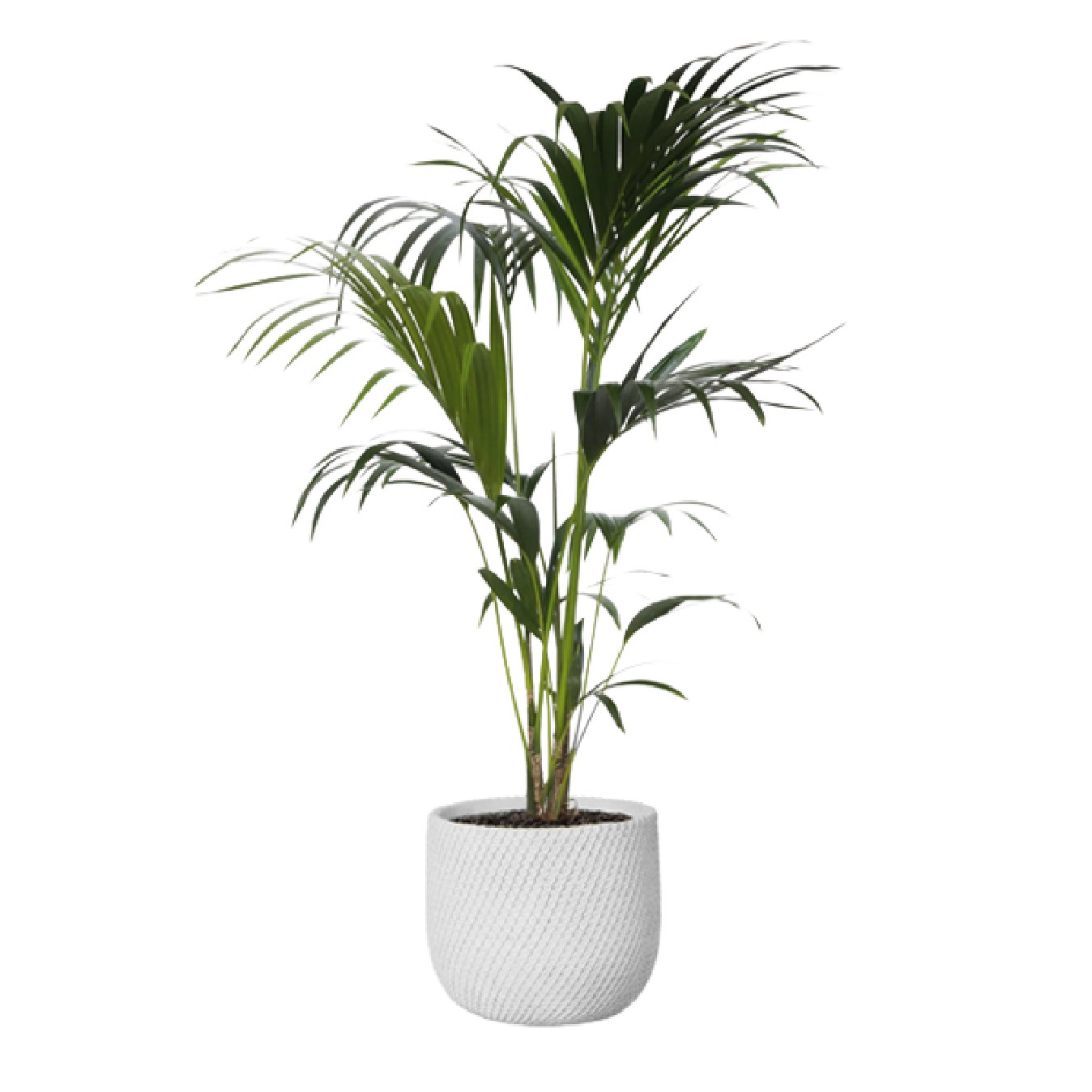 KENTIA