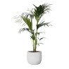KENTIA