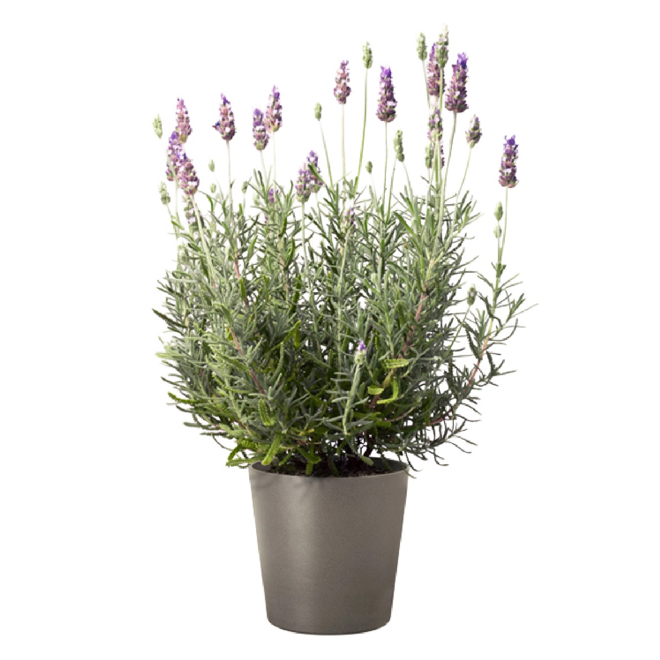 LAVANDA
