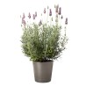 LAVANDA