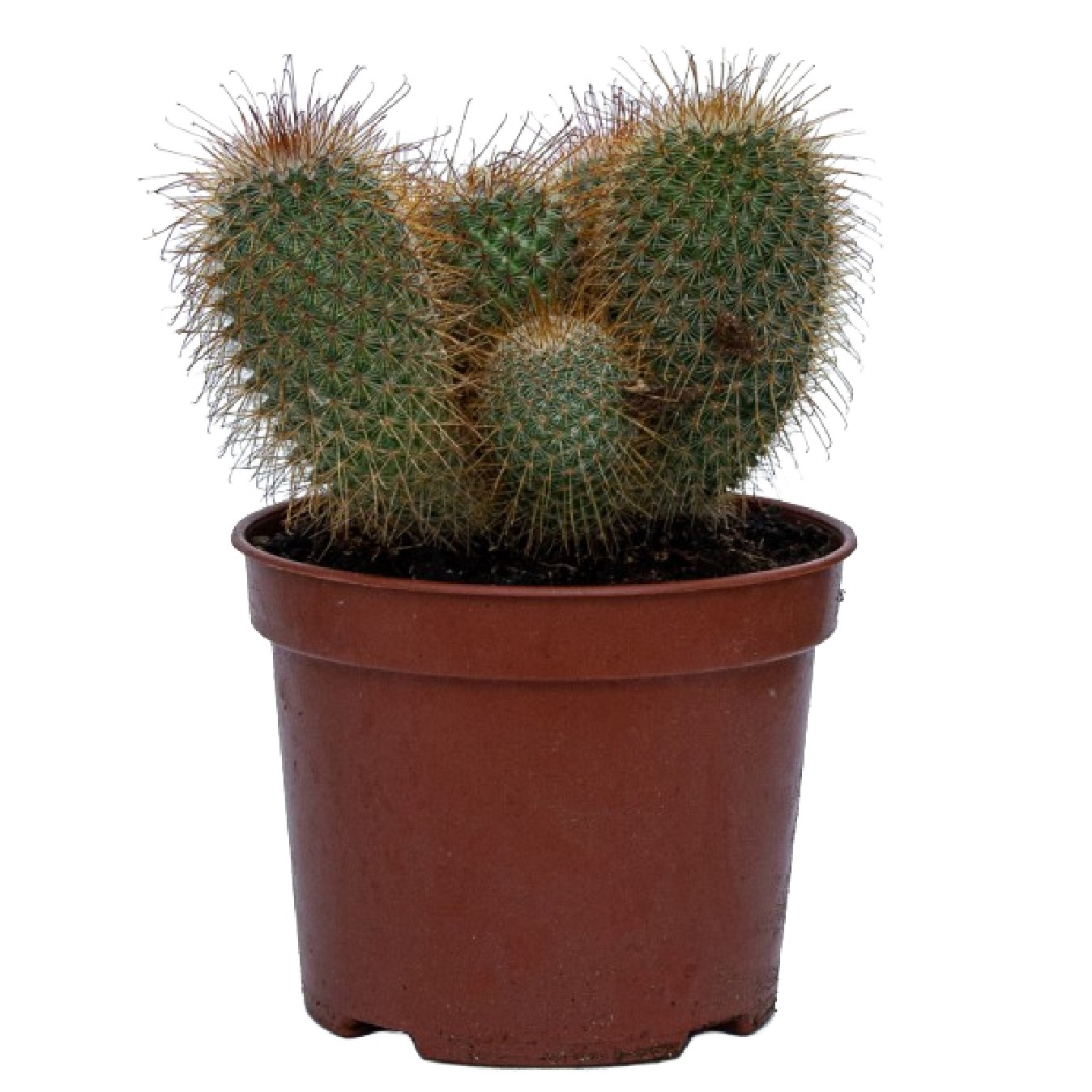 MAMMILLARIA