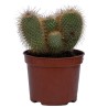 MAMMILLARIA