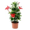 MANDEVILLA
