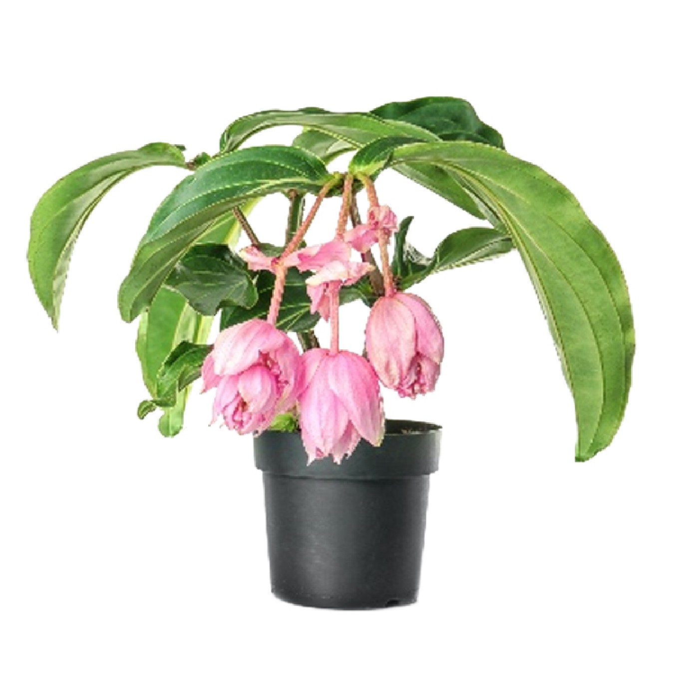 MEDINILLA