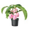MEDINILLA