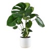 MONSTERA