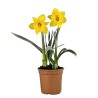 NARCISO