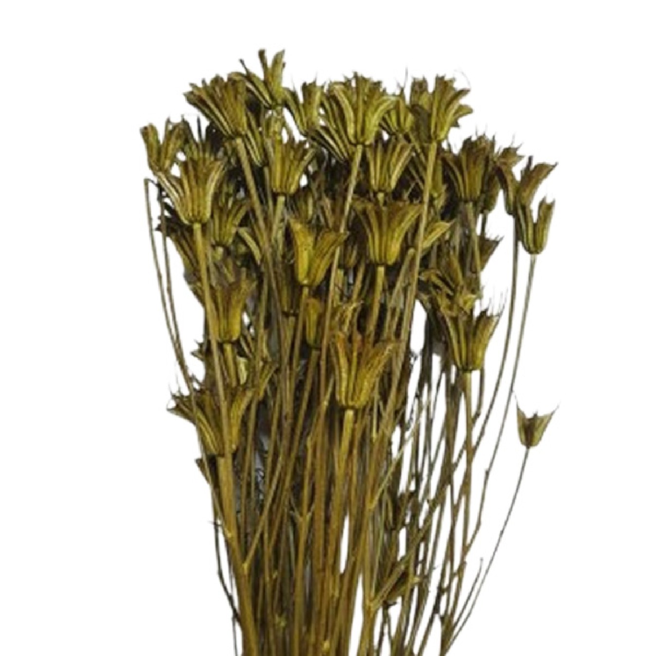NIGELLA ORIENTALIS