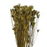 NIGELLA ORIENTALIS