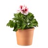 PELARGONIUM GRANDIFLORUM