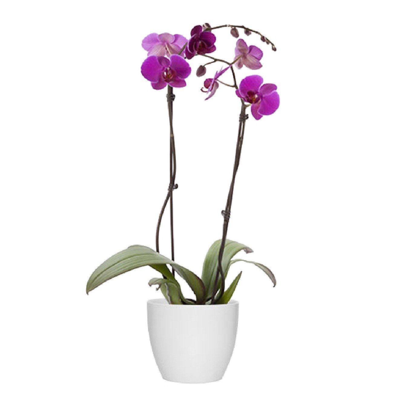 PHALAENOPSIS