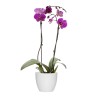 PHALAENOPSIS