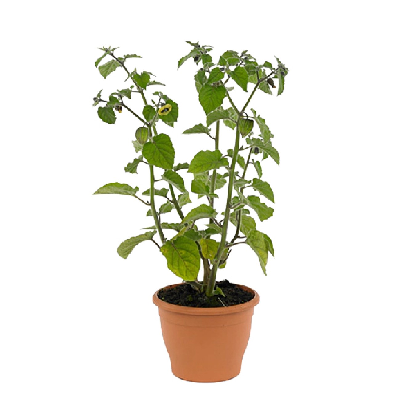 PHYSALIS