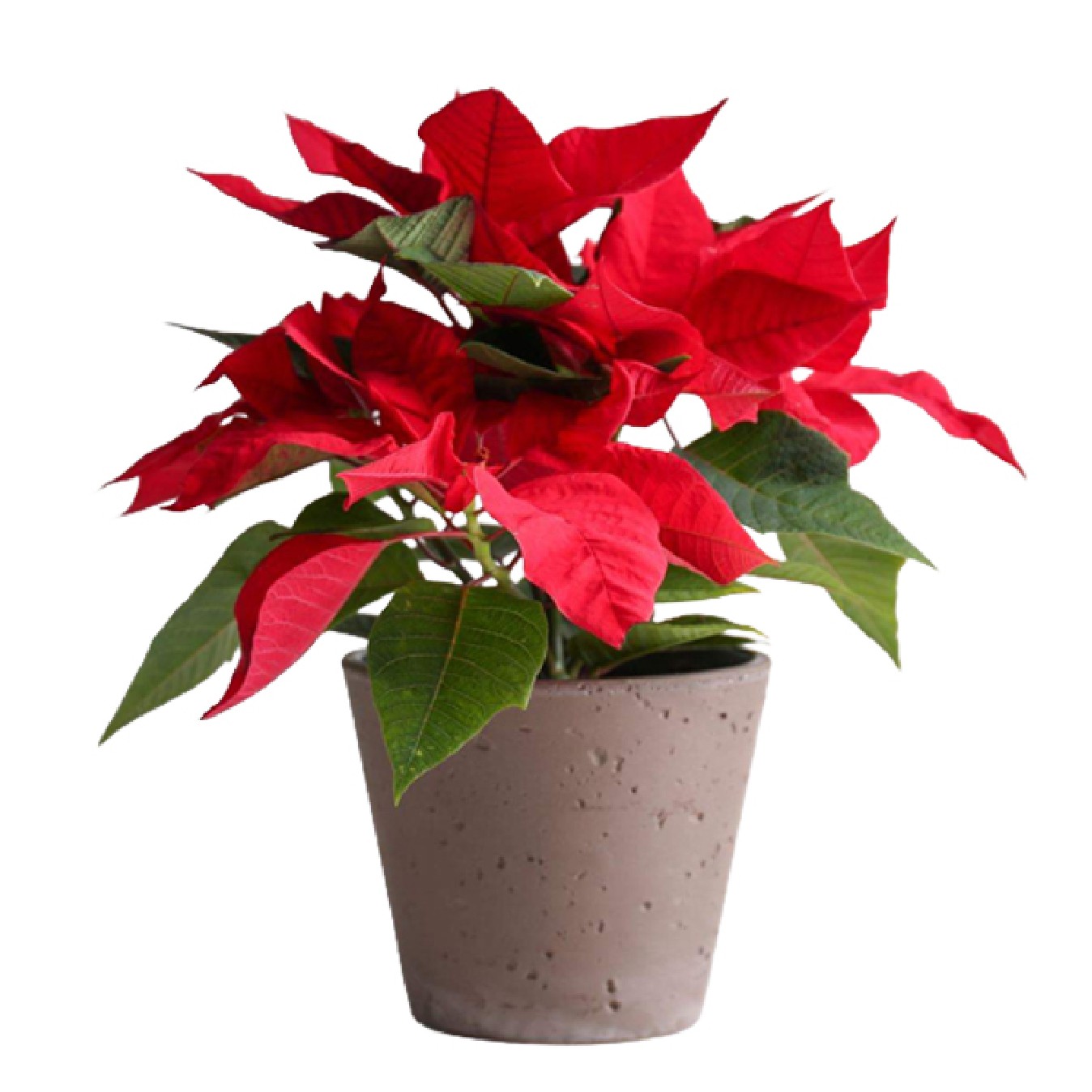 POINSETIA