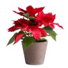 POINSETIA