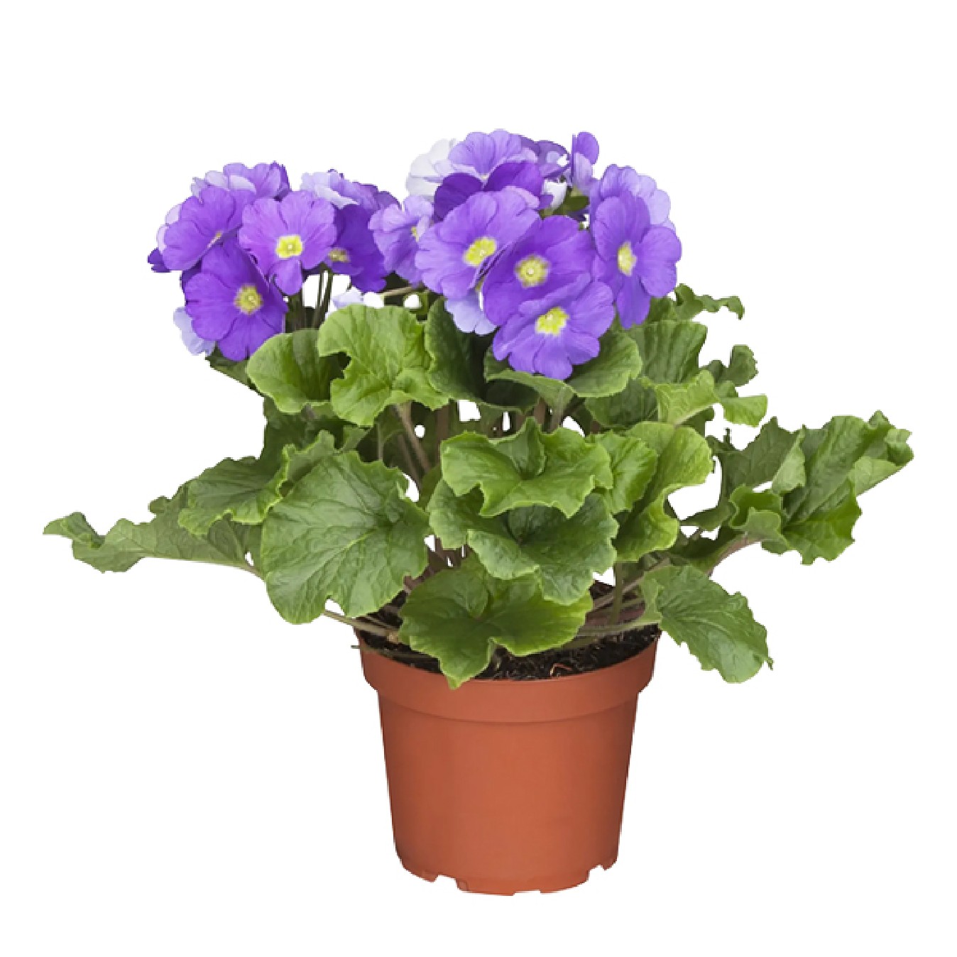 PRIMULA