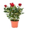 ROSA PLANTA