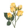 ROSA SPRAY
