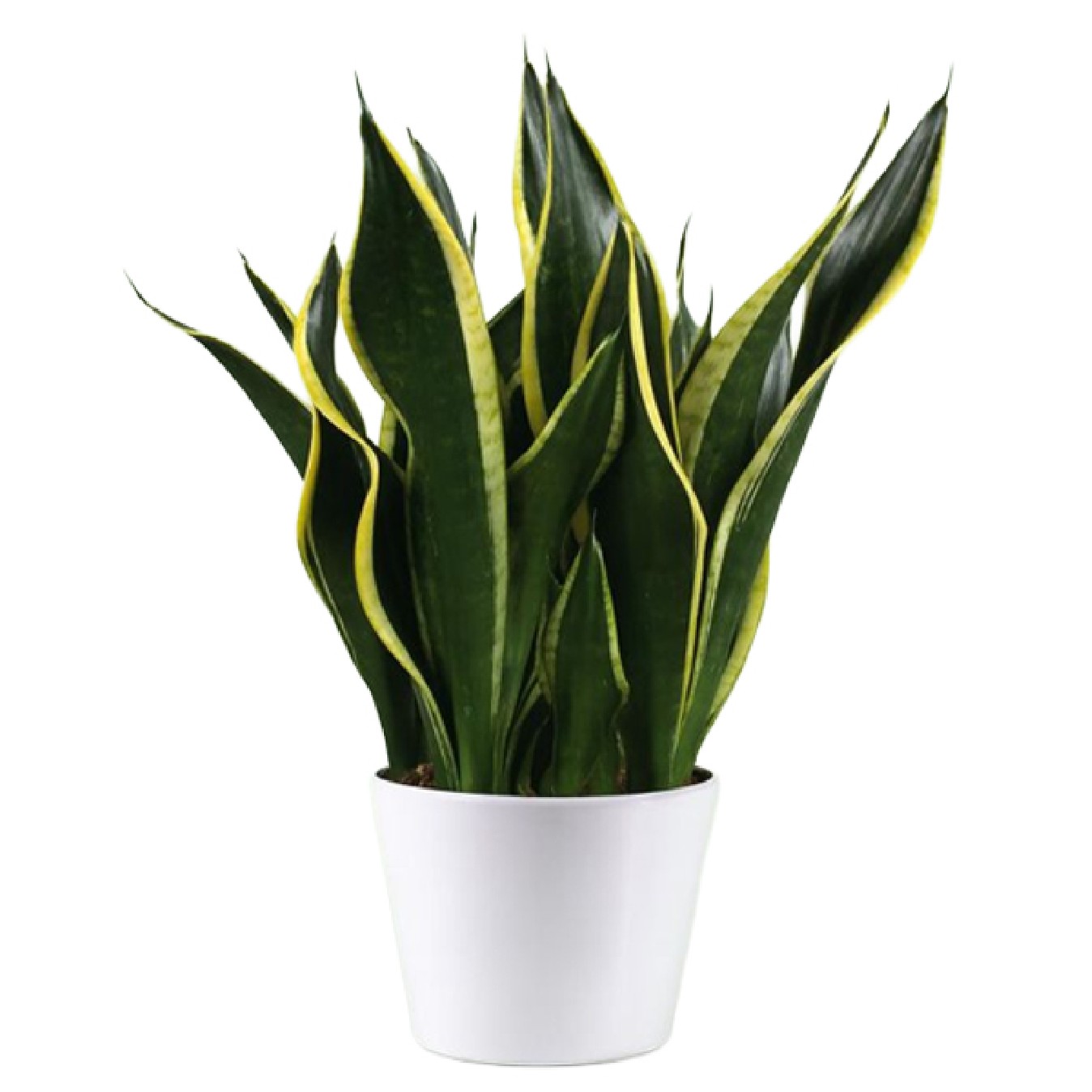 SANSEVIERIA