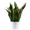 SANSEVIERIA