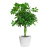 SCHELFFLERA