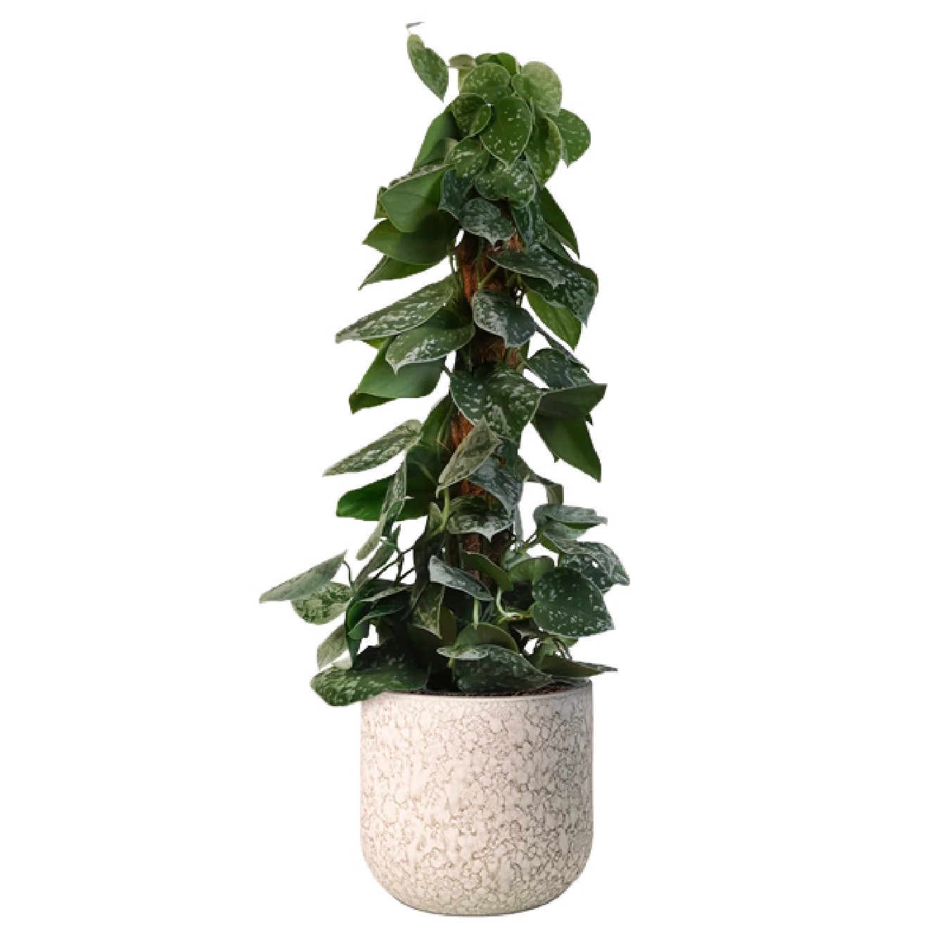 SCINDAPSUS