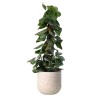 SCINDAPSUS