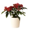 SKIMMIA