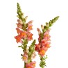 SNAP DRAGON