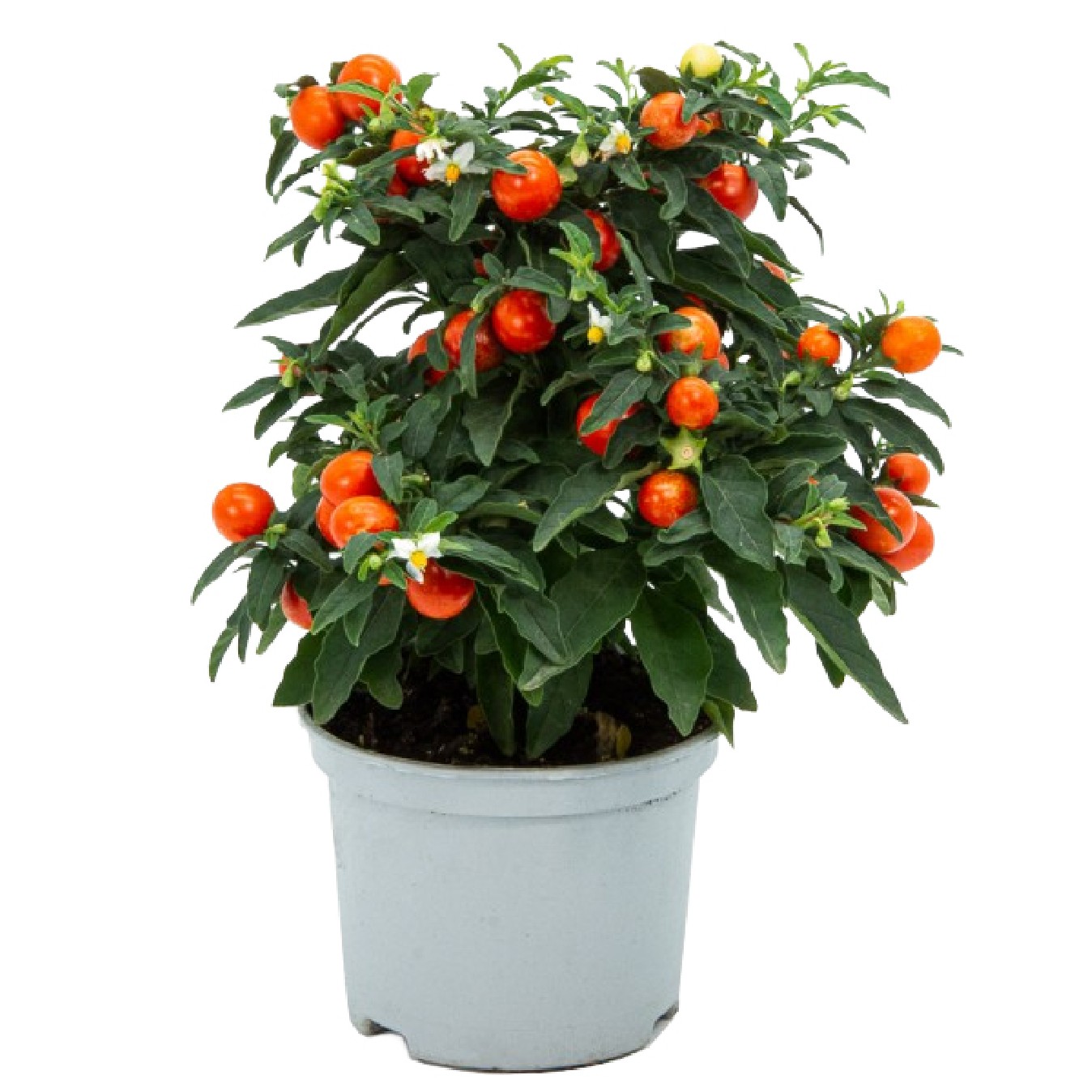 SOLANUM