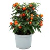 SOLANUM